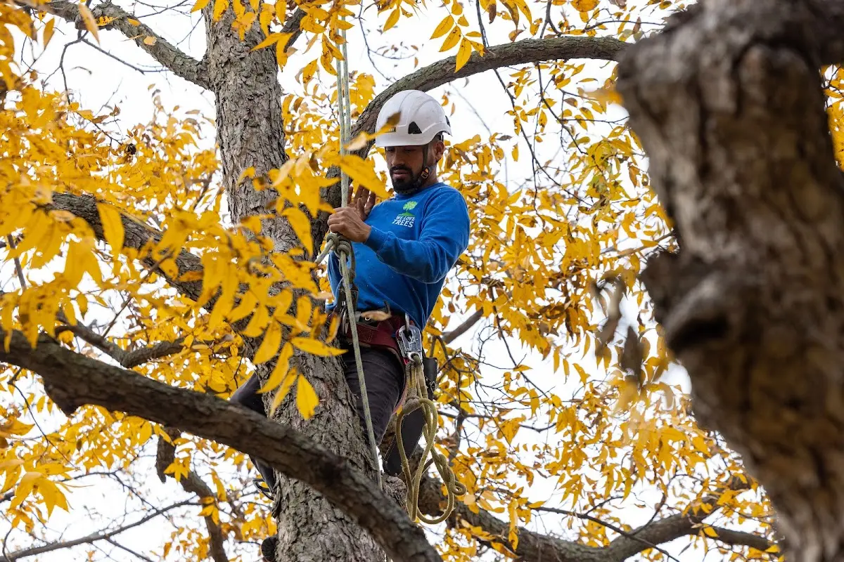 Skilled Tree Transplanting crew working in Winterville