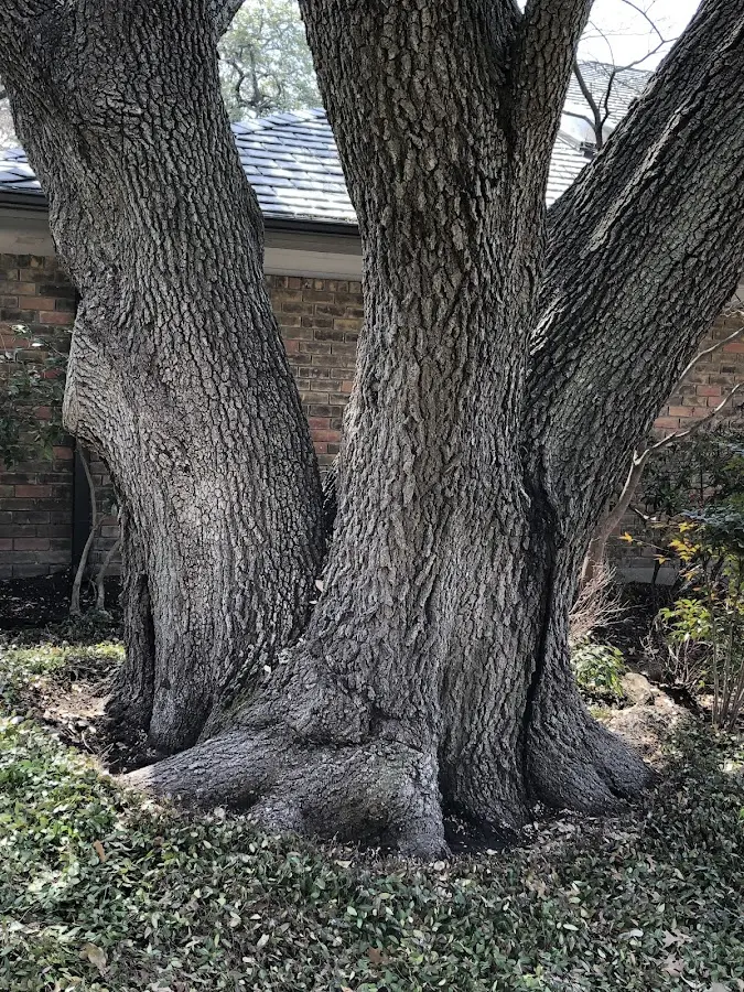 Mature heritage tree close to a Winterville property cared for by certified arborists